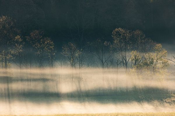 Foggy meadow at sunrise-Cades Cove-Smoky Mountains National Park-Tennessee